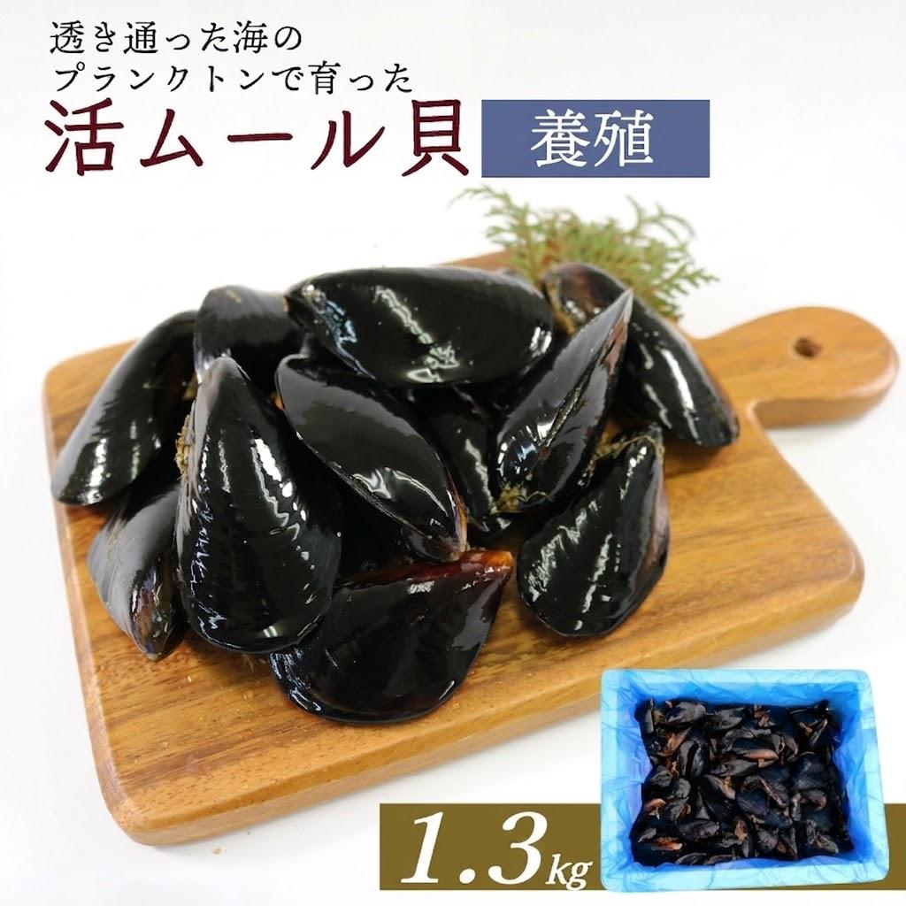 活ムール貝 1.3kg 貝 むーるがい 活 ムール貝 養殖 限定 貝類 三陸産 パエリア 蒸し パスタ 酒蒸し ピザ 海鮮 殻付き 新鮮 国産 大船渡市 岩手県 魚介 冷蔵 しゅうり貝 ムラサキイガイ 黄金活ムール貝