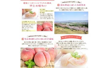 【夏の美味】 【和歌山ブランド】 フルーツ王国 和歌山の 桃 12～16玉入り（約4kg） 品種おまかせ / 桃 もも フルーツ くだもの 果物 果実 お中元 お供え お盆 和歌山 ※北海道・沖縄・そ