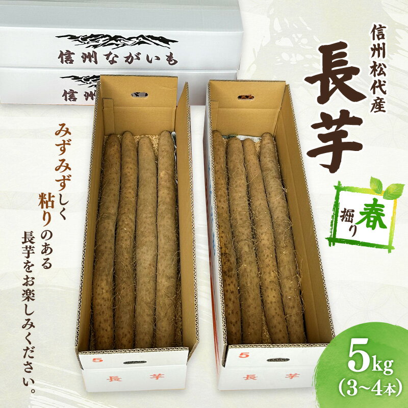 【ふるさと納税】長芋【春掘り】 信州 長野市 お取り寄せ とろろ 長いも ながいも 山芋 芋 いも 野菜 根菜　お届け：2026年3月下旬～4月中旬