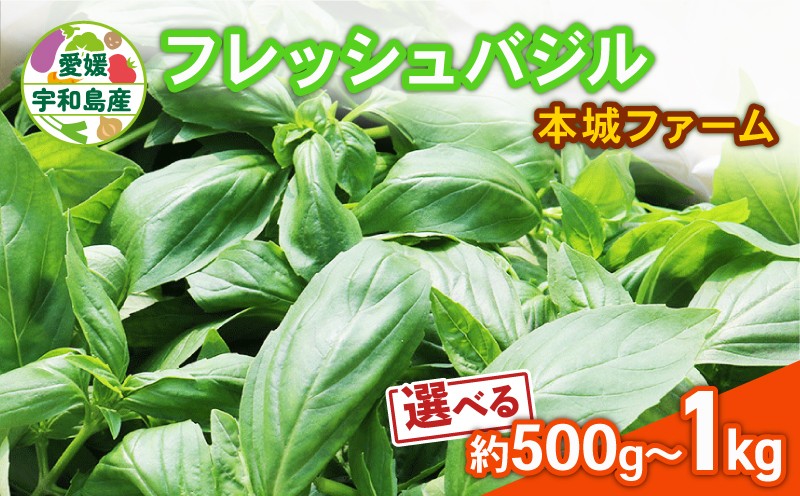 
                  フレッシュ バジル 500g~1kg 選べる 内容量 本城ファーム ハーブ 生バジル ばじる はーぶ 香草 水耕栽培 野菜 やさい 美味しい 新鮮 イタリア料理 イタリアン パスタ ソース ジェノベーゼ マルゲリータ アレンジ いろいろ 農家直送 産地直送 数量限定 国産 愛媛 宇和島
                