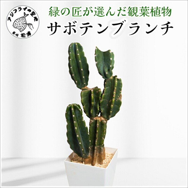 【ふるさと納税】緑の匠が選んだ観葉植物 素敵な空間づくりに サボテンブランチ【C8-015】
