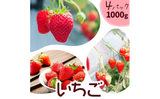 いちご 七楽の郷 4パック 1000g 旬の品種《3月上旬から5月中旬に出荷予定》ゆうべに 紅ほっぺ あまえくぼ エンジェルエイト さがほのか スターナイト ひのしずく ほしうらら 章姫 白蜜香 恋みのり 熊本県 菊池市 熊本県産