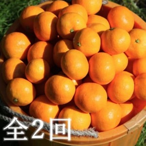 【発送月固定定期便】代々橙みかん5kg(家庭用・サイズ混合)【E83-50】全2回【4068839】