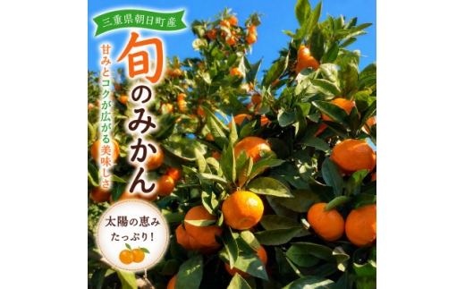 朝日町の太陽が育てた旬のみかん 約5kg　サイズ混合【2026年11月下旬より発送】【1753384】
