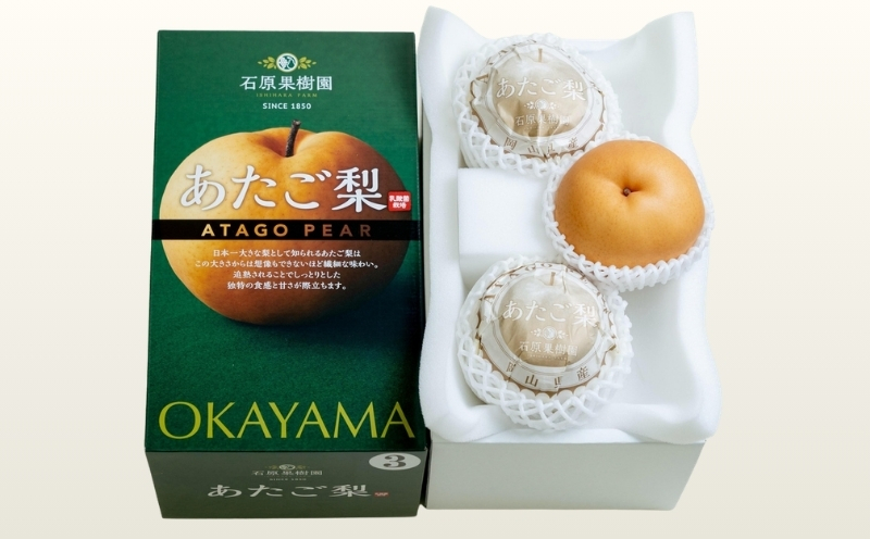 梨 あたご梨 先行予約 約500g玉3玉 化粧贈答箱 赤秀 岡山県産 | あたご梨 愛宕梨 梨 特選品 上級品 贈り物 御歳暮 果物 くだもの フルーツ 和梨 石原果樹園【ishk005-01】