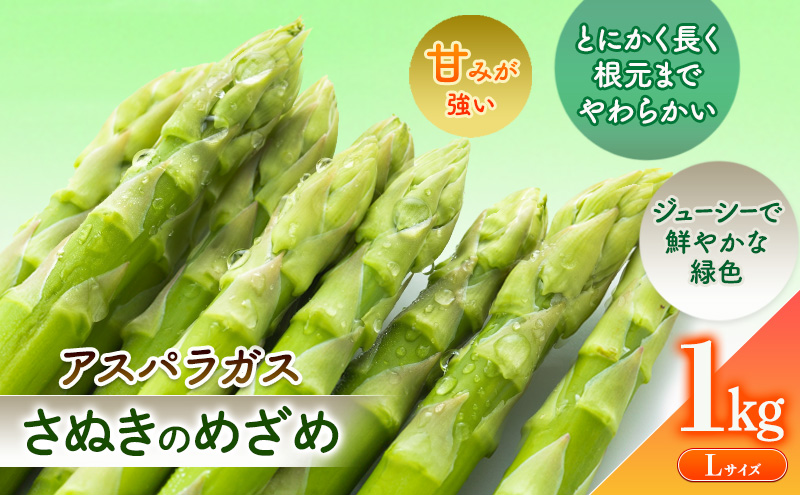 砂川さんの特選 アスパラ 1kg Lサイズ【さぬきのめざめ】 アスパラガス 冷蔵便 野菜 甘い 美味しい グリーンアスパラ 1万円以下 野菜セット 新鮮 旬 とれたて お取り寄せ 小分け BBQ 自宅用 家庭用 