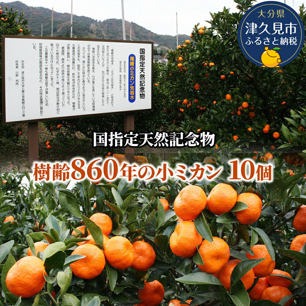 【ふるさと納税】【先行予約】国指定天然記念物 尾崎小ミカン先祖木の小ミカン10個 | みかん 大分県 九州産 津久見市 国産