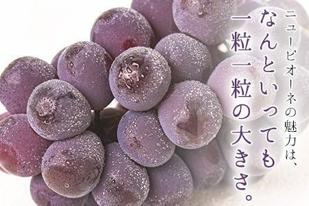 【先行予約】岡山県産 ニューピオーネ 約600g 1房 葡萄 果物 秋旬 訳あり 優品 厳選出荷 スイーツ フルーツ デザート 岡山県矢掛町《2025年9月上旬～11月上旬頃に出荷予定(土日祝除く)》