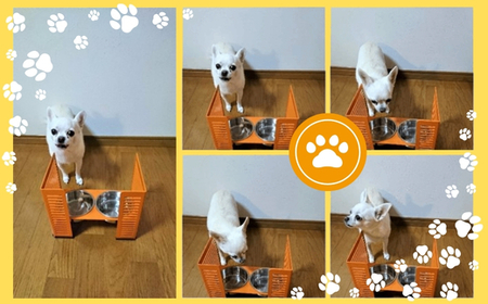 ペット食器台　M（中）クリーム　フードボール　2皿　犬　猫　ペット用品　4色展開