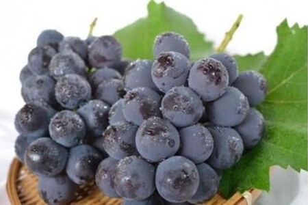 【先行予約】樹上完熟種無しピオーネ1.2kg（2～3房）（2026年9月上旬～発送） ふるさと納税 ぶどう ブドウ 葡萄 ふるさと納税 先行予約 ふるさと納税 フルーツ くだもの 果物