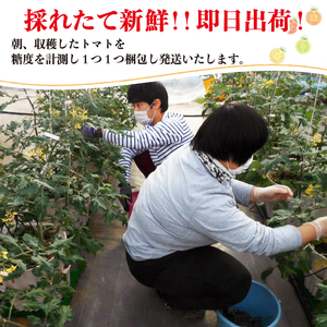 赤崎元服トマト 500g フルーツトマト 野菜 とまと 糖度9 ミニトマト あまい 甘い 甘いトマト リコピン 食品 旨味 ミネラル ビタミンC 栄養 自宅用 お試し ごはん 夕飯 おかず サラダ 国