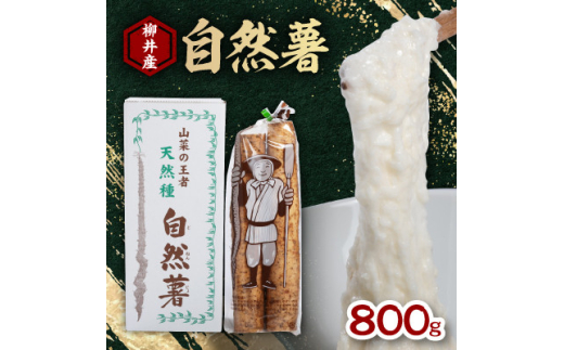 国産自然薯800g【1620191】