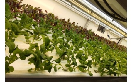 【定期便 6ヶ月連続】洗わずに食べられる！たむらの愛され野菜 ミックスリーフセット　10個 時短 サラダ 栽培期間中無農薬 安心 安全 3種類以上の野菜 ミックス野菜 サラダ野菜 すぐ食べられる 国産