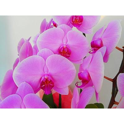 ふるさと納税 開成町 ★胡蝶蘭(生花)★1本立ち【4.5号鉢】 |  | 01