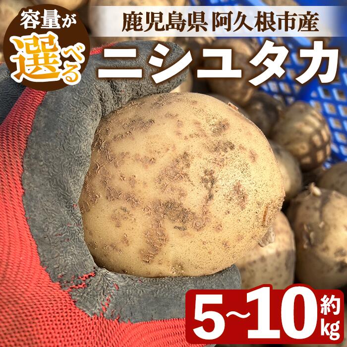 【ふるさと納税】＜先行予約受付中！2026年6月以降順次発送予定＞＜内容量が選べる！＞じゃがいも ニシユタカ(5〜10kg) 国産 鹿児島県産 阿久根市産 じゃがいも ジャガイモ 芋 ポテト にしゆたか 野菜 期間限定 数量限定 ポテトサラダ コロッケ 常温 常温配送【慶越農園】