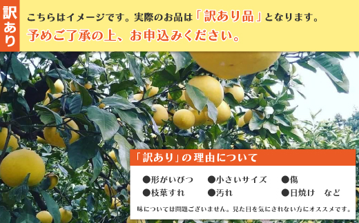 【 訳あり 早期受付 期間限定 数量限定 】 土佐文旦 10kg 家庭用 人気 フルーツ 果物 文旦 ぶんたん ブンタン 限定品 土佐 高知県 高知 四万十市 四万十 しまんと お取り寄せ 【配送時期