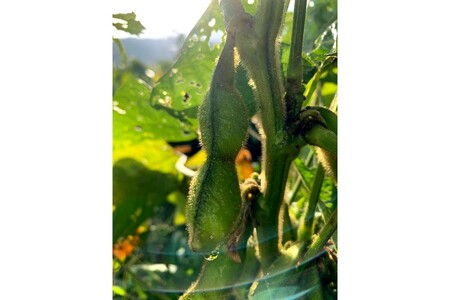 【先行予約／数量限定30】新丹波黒枝豆 さや1kg（栽培期間中農薬・化学肥料不使用）（2024年10月上旬～発送）