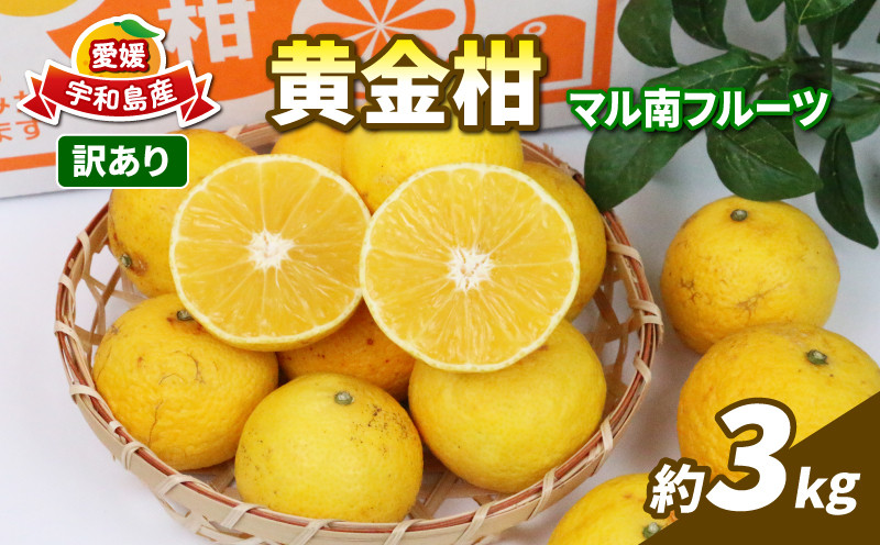 
            訳あり 黄金柑 3kg マル南フルーツ 先行予約 黄みかん 希少 品種 果物 くだもの フルーツ 柑橘 みかん ミカン 蜜柑 数量限定 産地直送 訳アリ 訳あり品 訳有り わけあり mikan 人気 人気返礼品 愛媛みかん 愛媛ミカン 愛媛県産 愛媛蜜柑 国産 愛媛 宇和島 B010-106010
          