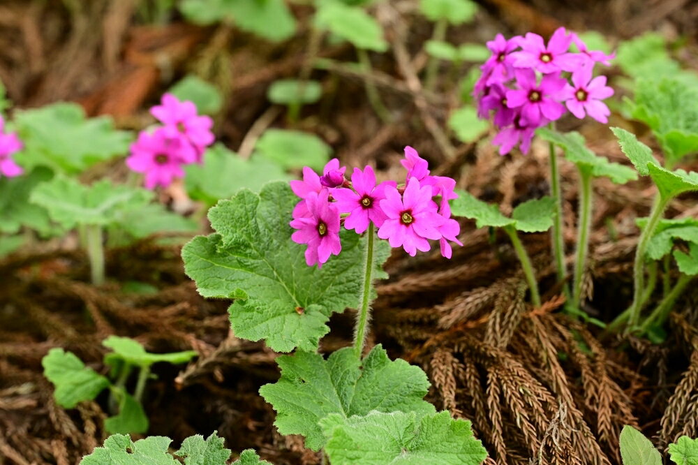 【ふるさと納税】【a150】正福寺の天井画とカッコソウを訪ねて