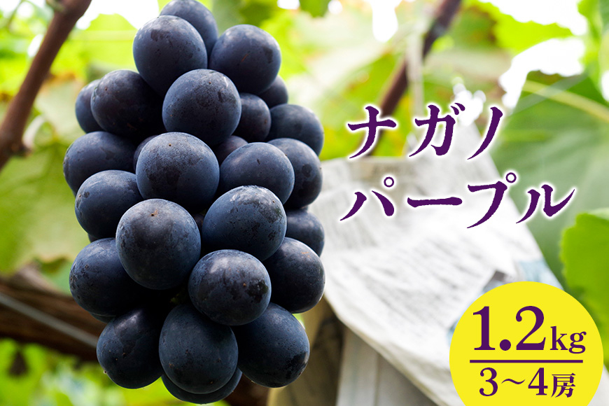 
            【 2025年 先行予約 】 ナガノパープル 1.2kg 開田ぶどう園 3房 ～ 4房 ぶどう ブドウ 国産 果物 くだもの 葡萄 フルーツ 1.2キロ 1kg 以上 8月 下旬 9月 発送 夏 秋 旬 品種 茨城県産 産地直送 産直 農家直送 冷蔵 茨城県 石岡市 (A01-011)
          