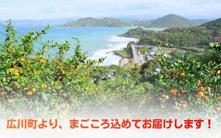 ▼海藻施用 有田みかん 手選果 10kg ※2026年11月中旬～翌年1月上旬頃に順次発送予定 /mikan みかん 和歌山みかん ありだみかん 果物 くだもの フルーツ 柑橘 みかん 蜜柑 産地直送