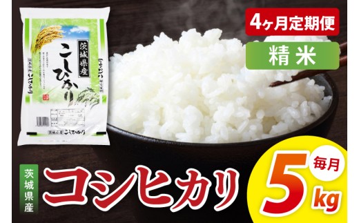 【4ヶ月定期便】茨城県産コシヒカリ　精米　5kg｜精米 定期便 お米 米 こめ コメ ごはん 白米 阿見町 茨城県 茨城県産 茨城県産米 安心 安全 送料無料 国産 人気 数量限定 高評価（85-80）