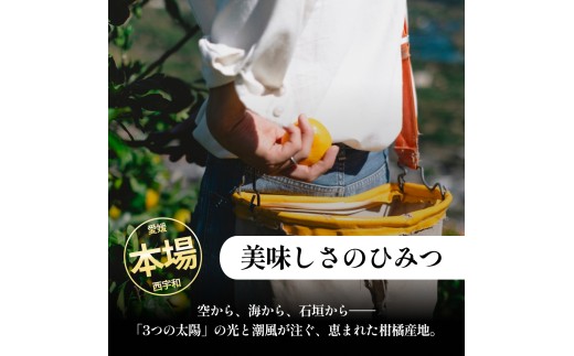 ＜伊予柑（訳あり）合計約2kg＞『2027年1月上旬～1月下旬迄に順次出荷予定』訳アリ わけあり いよかん イヨカン 濃厚 蜜柑 ミカン 果汁 果物 くだもの フルーツ 柑橘 あまい 甘い 季節 旬の
