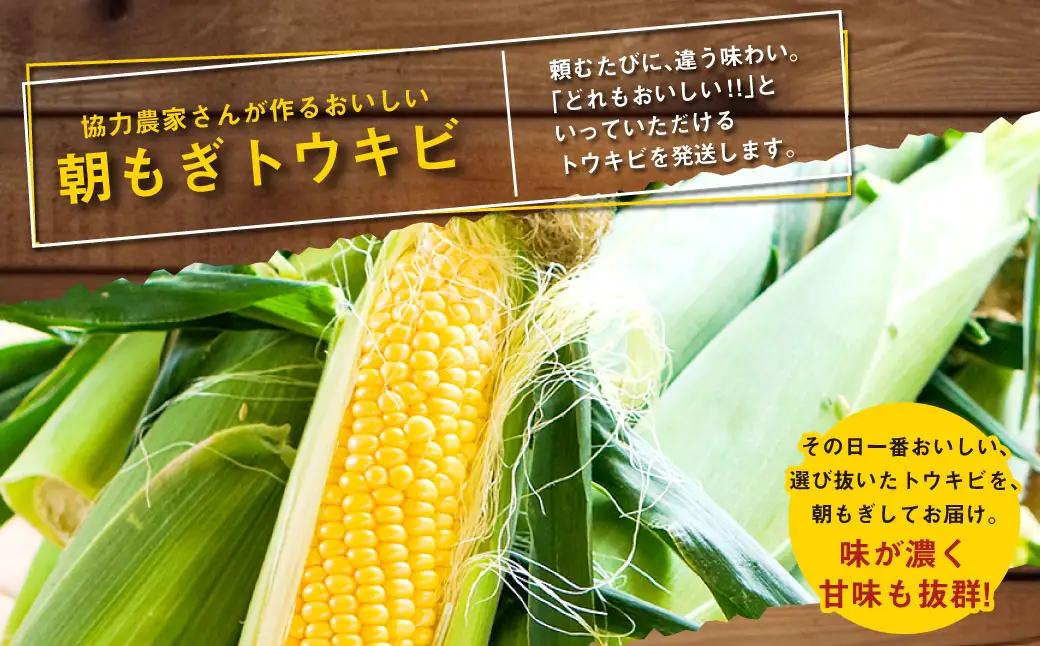きたいろトマト 700g 朝もぎトウキビ 7本 セット 【2026年8月上旬～9月上旬迄発送予定】 トマト とうもろこし トウモロコシ 野菜 朝採れ オーガニック