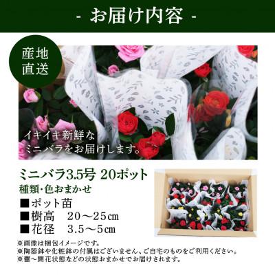 ふるさと納税 本巣市 おまかせ ミニバラ 3.5号 20鉢 詰め合わせ 肥料付き 訳あり 家庭用 バラ 花 四季咲き |  | 02