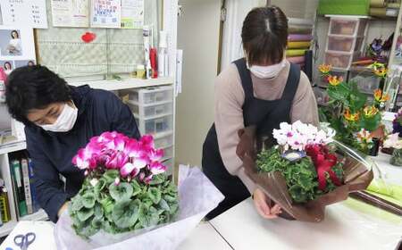 シクラメン 1鉢( 5寸鉢 )クリスマス 冬の花 鉢植え 6寸 1鉢 高品質 国内産 国産 花 生花 観賞 プレゼント 贈り物 ギフト 岩手県 北上市 舶来屋 D0544