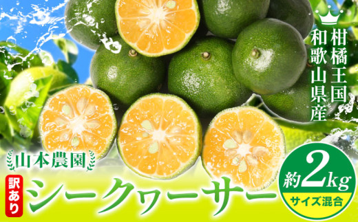 【先行予約】シークヮーサー 和歌山県産 訳あり シークヮーサー 約2kg （サイズ混合） 山本農園 《10月上旬-1月上旬頃出荷》和歌山県 日高川町 柑橘 果物 フルーツ シークワーサー ライム レモン