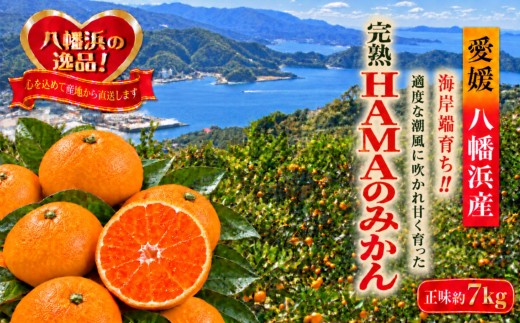 【先行受付】ミネラルを運ぶ潮風に吹かれ甘く育ったみかんを厳選　完熟「HAMAのみかん」　正味約7ｋｇ【39-96】/ みかん ミカン 3kg 5kg 7kg フルーツ 果物  くだもの 柑橘 完熟 産地直送 愛媛県 八幡浜市 送料無料 YWTF071