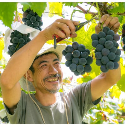  銀河農園まきおか 巨峰 約1.5kg (3～4房)【配送不可地域：離島】