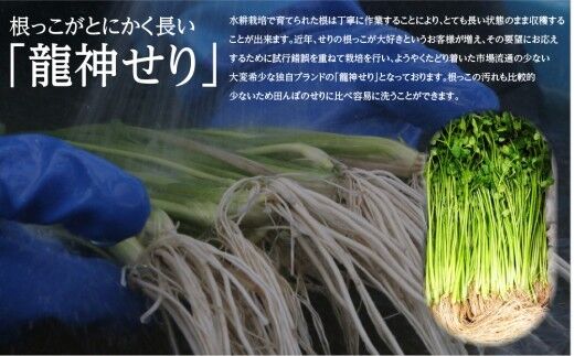 【期間限定】根っこがながーーーい 仙台龍神せり(700g)6〜7人前 [せり 仙台名物 セリ 野菜 鍋にどうぞ]