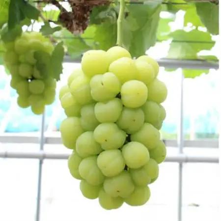 【2026年発送】岡山県産桃太郎ぶどう　1房・約500g(クール便)【配送不可地域：離島】【1614358】