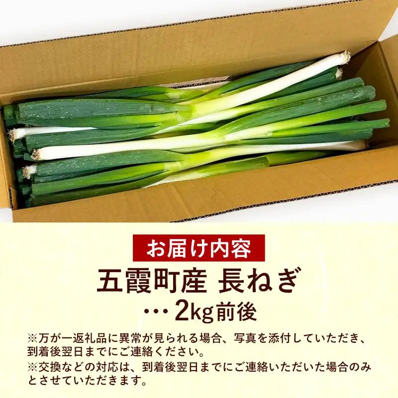 五霞町産 長ねぎ 2kg前後 ／ ご家庭用 キズ有り 曲がりあり サイズ ばらつき有 ネギ ねぎ 長ネギ 長葱 産地直送 茨城県 五霞町