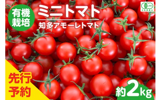 【先行予約】《11月中旬以降発送開始》有機栽培ミニトマト　知多アモーレトマト　約2kg｜知多市 プチトマト  ミニトマト 野菜 トマト 新鮮野菜 太陽の恵み トマト料理 愛知県産  甘いトマト お取り寄せ グルメ アモーレトマト カツオ 昆布 愛 オーガニック フルーツトマト