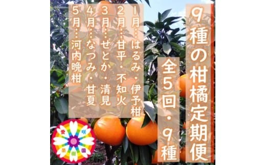 ＜発送月固定定期便＞愛咲果樹園「9種の柑橘定期便」(1月～5月)＜H71-32＞全5回【4069714】