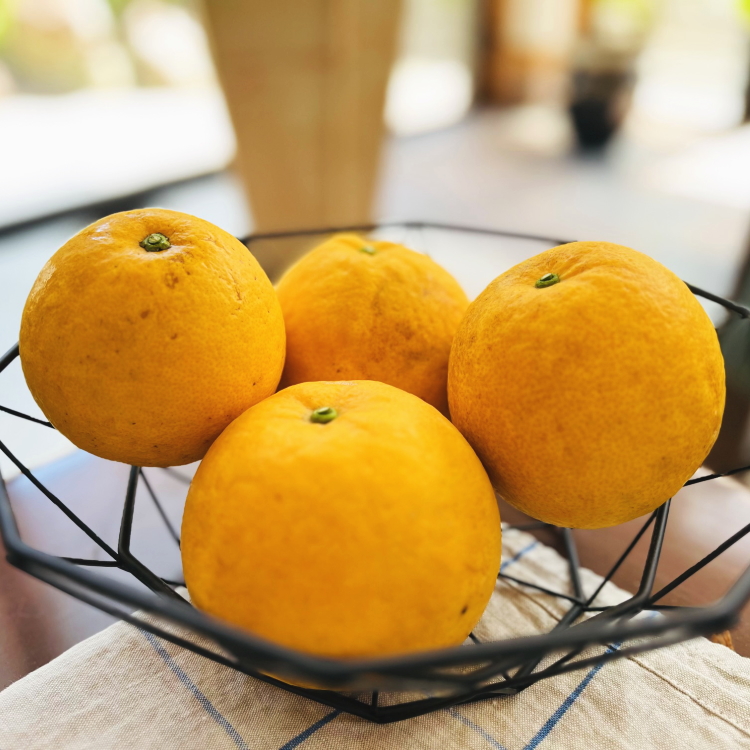 【2026年4月～発送】【爽快柑橘】有田育ちの爽やか河内晩柑(ご家庭用) 1.5kg