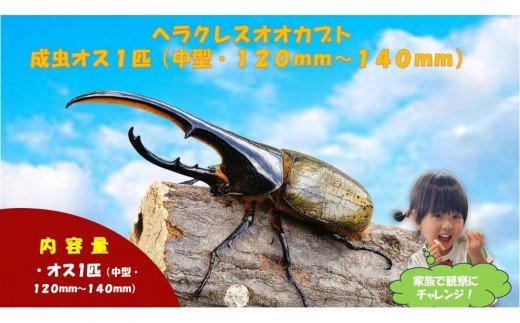 【虹色Farm】ヘラクレスオオカブト 成虫オス1匹(中型・120mm～140mm)｜京都 オオカブト 人気［ ヘラクレス オオカブト カブトムシ 成虫 オス 人気 おすすめ 自由研究 夏休み 体験 自然 昆虫 虫 お取り寄せ 通販 送料無料 ふるさと納税 ］