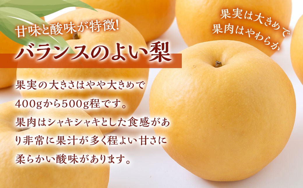 新興梨 8玉～12玉 （約5kg）