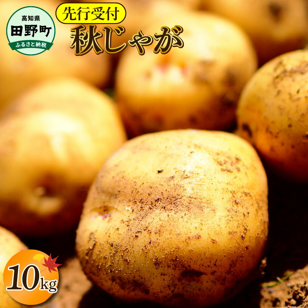 【ふるさと納税】《令和7年11月中旬から順次発送》 〜四国一小さなまちのじゃがいも〜　高知県田野町の大野台地で採れた令和7年産『秋じゃが』10kg！　高知県 田野町 大野台地 秋じゃが じゃがいも デジマ イモ ジャガイモ 芋 いも ポテト 秋 旬 野菜