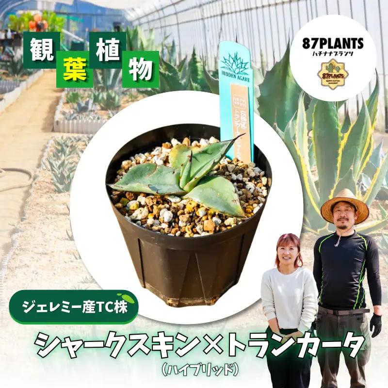多肉植物 アガベ トランカータ×シャークスキン 園芸 ガーデニング 多肉植物