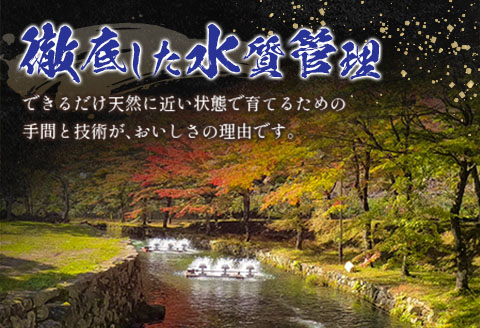 アマゴ 渓流の女王 芸北アマゴ 7尾