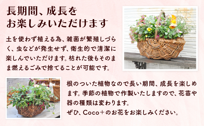 通常便 1回 15~20株!! 季節の寄せ植え 「ブリコラージュフラワー」