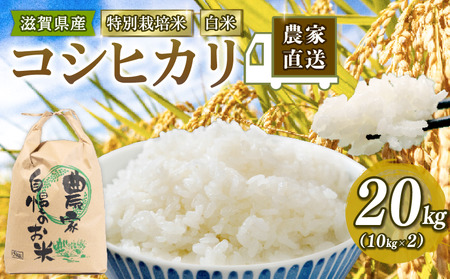 【 新米予約 】 こしひかり 特別栽培米 令和7年産 米 20kg 白米 コシヒカリ 2025年産 国産 農家直送 環境こだわり 小分け お米 こめ おこめ 新米 先行予約 農家直送 産地直送 滋賀県 竜王町