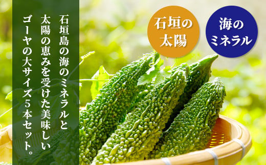 南国石垣島では冬が旬！朝採れ「ゴーヤ」大5本セット！減農薬！最優秀賞受賞の農家から！2026年1月上旬～2026年2月中旬頃まで順次発送【 沖縄 石垣 石垣島 石垣島産 フレッシュ ゴーヤ 減農薬 特