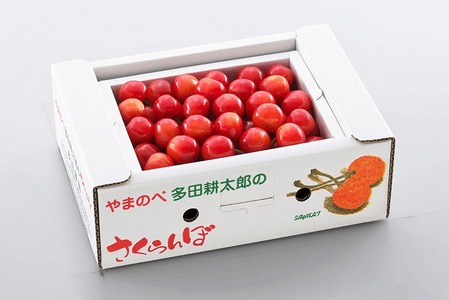 《先行予約》2025年 山形県産 佐藤錦 バラ詰め(パック）500g やまのべ多田耕太郎のさくらんぼ サクランボ F20A-038