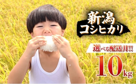 【2026年7月中旬より順次配送】令和7年産 特別栽培米 コシヒカリ 10kg 単品 コンテスト 入賞 【 コンテスト 入賞米 米 おこめ お米 ブランド米 ご飯 ごはん オニギリ お弁当 kome 送料無料 数量限定 農家直送 産地直送 国産 川瀬農園 四代目 悠助 新潟 新発田 kawase001_11_06 】　