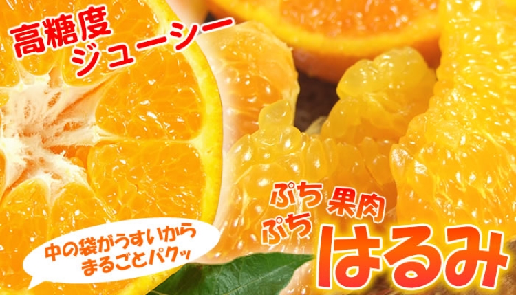 はるみ 約4kg / サイズおまかせ　※2027年1月下旬～2027年3月中旬頃に順次発送予定(お届け日指定不可)　紀伊国屋文左衛門本舗　【sgtb460B】